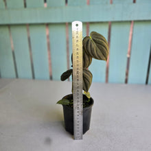Load image into Gallery viewer, #R13 Dark Philodendron Melanochrysum x Brandtianum