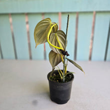 Load image into Gallery viewer, #R13 Dark Philodendron Melanochrysum x Brandtianum