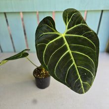 Load image into Gallery viewer, #RD20 Anthurium Regale