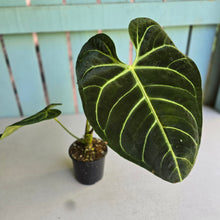 Load image into Gallery viewer, #RD20 Anthurium Regale