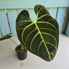 Load image into Gallery viewer, #RD20 Anthurium Regale