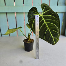 Load image into Gallery viewer, #RD20 Anthurium Regale
