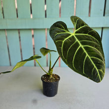Load image into Gallery viewer, #RD20 Anthurium Regale