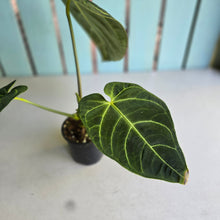 Load image into Gallery viewer, #RD20 Anthurium Regale