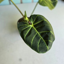 Load image into Gallery viewer, #RD20 Anthurium Regale