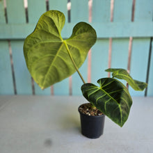 Load image into Gallery viewer, #RD20 Anthurium Regale