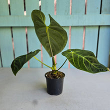 Load image into Gallery viewer, #RD20 Anthurium Regale