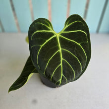 Load image into Gallery viewer, #RA6 Anthurium Regale