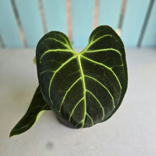 Load image into Gallery viewer, #RA6 Anthurium Regale
