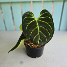Load image into Gallery viewer, #RA6 Anthurium Regale
