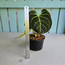 Load image into Gallery viewer, #RA6 Anthurium Regale