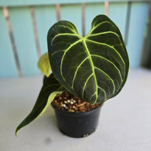 Load image into Gallery viewer, #RA6 Anthurium Regale