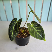 Load image into Gallery viewer, #RA6 Anthurium Regale