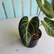 Load image into Gallery viewer, #RA6 Anthurium Regale