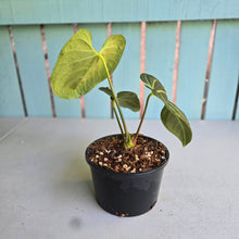 Load image into Gallery viewer, #RA6 Anthurium Regale