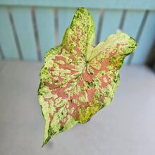 Load image into Gallery viewer, #D88 Caladium - Plus Free Alocasia