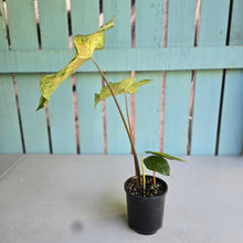 Load image into Gallery viewer, #D88 Caladium - Plus Free Alocasia