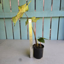 Load image into Gallery viewer, #D88 Caladium - Plus Free Alocasia