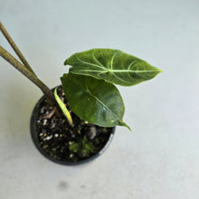 Load image into Gallery viewer, #D88 Caladium - Plus Free Alocasia