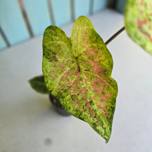 Load image into Gallery viewer, #D88 Caladium - Plus Free Alocasia