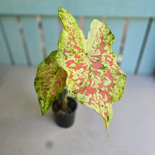 Load image into Gallery viewer, #D88 Caladium - Plus Free Alocasia