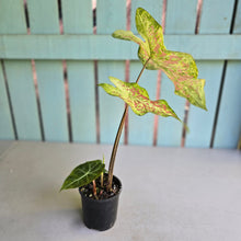 Load image into Gallery viewer, #D88 Caladium - Plus Free Alocasia