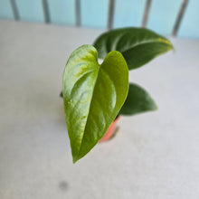 Load image into Gallery viewer, #RA4 Anthurium Watermaliense