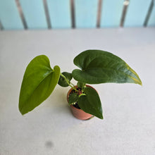 Load image into Gallery viewer, #RA4 Anthurium Watermaliense