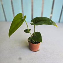 Load image into Gallery viewer, #RA4 Anthurium Watermaliense