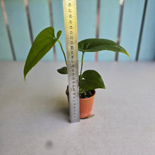Load image into Gallery viewer, #RA4 Anthurium Watermaliense