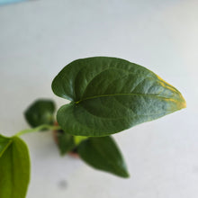 Load image into Gallery viewer, #RA4 Anthurium Watermaliense