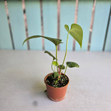 Load image into Gallery viewer, #RA4 Anthurium Watermaliense