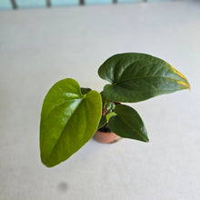 Load image into Gallery viewer, #RA4 Anthurium Watermaliense