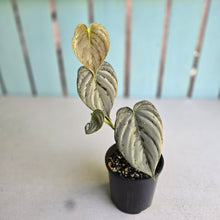 Load image into Gallery viewer, #R89 Super Silver Philodendron Melanochrysum x Brandtianum