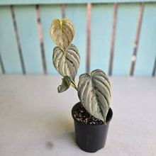 Load image into Gallery viewer, #R89 Super Silver Philodendron Melanochrysum x Brandtianum