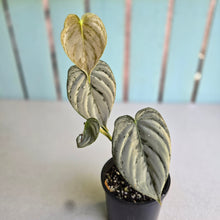 Load image into Gallery viewer, #R89 Super Silver Philodendron Melanochrysum x Brandtianum
