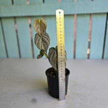 Load image into Gallery viewer, #R89 Super Silver Philodendron Melanochrysum x Brandtianum
