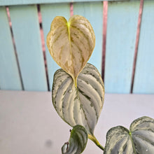 Load image into Gallery viewer, #R89 Super Silver Philodendron Melanochrysum x Brandtianum