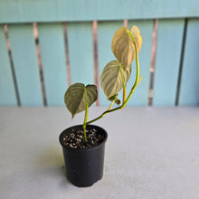 Load image into Gallery viewer, #R89 Super Silver Philodendron Melanochrysum x Brandtianum
