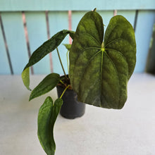 Load image into Gallery viewer, #RB21 Flowering Anthurium Papillilaminum x Dressleri