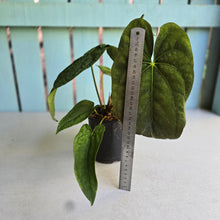 Load image into Gallery viewer, #RB21 Flowering Anthurium Papillilaminum x Dressleri