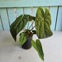 Load image into Gallery viewer, #RB21 Flowering Anthurium Papillilaminum x Dressleri