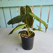 Load image into Gallery viewer, #RB21 Flowering Anthurium Papillilaminum x Dressleri