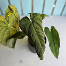Load image into Gallery viewer, #RB21 Flowering Anthurium Papillilaminum x Dressleri