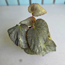 Load image into Gallery viewer, #RD41 Begonia Unknown
