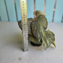 Load image into Gallery viewer, #RD41 Begonia Unknown