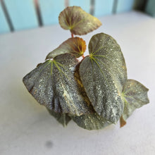 Load image into Gallery viewer, #RD41 Begonia Unknown