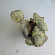 Load image into Gallery viewer, #RD41 Begonia Unknown
