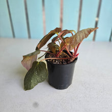 Load image into Gallery viewer, #RD41 Begonia Unknown