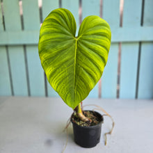 Load image into Gallery viewer, #R48 Philodendron Jose Buono x Pastazanum